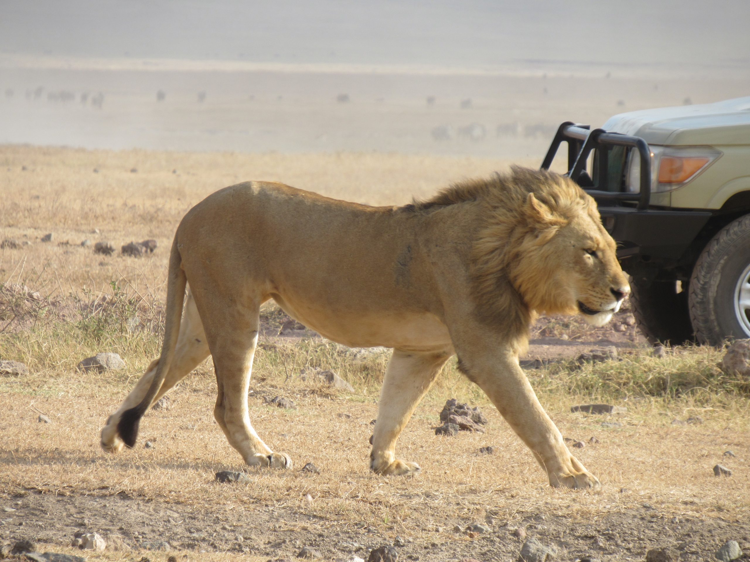 Best View Safaris