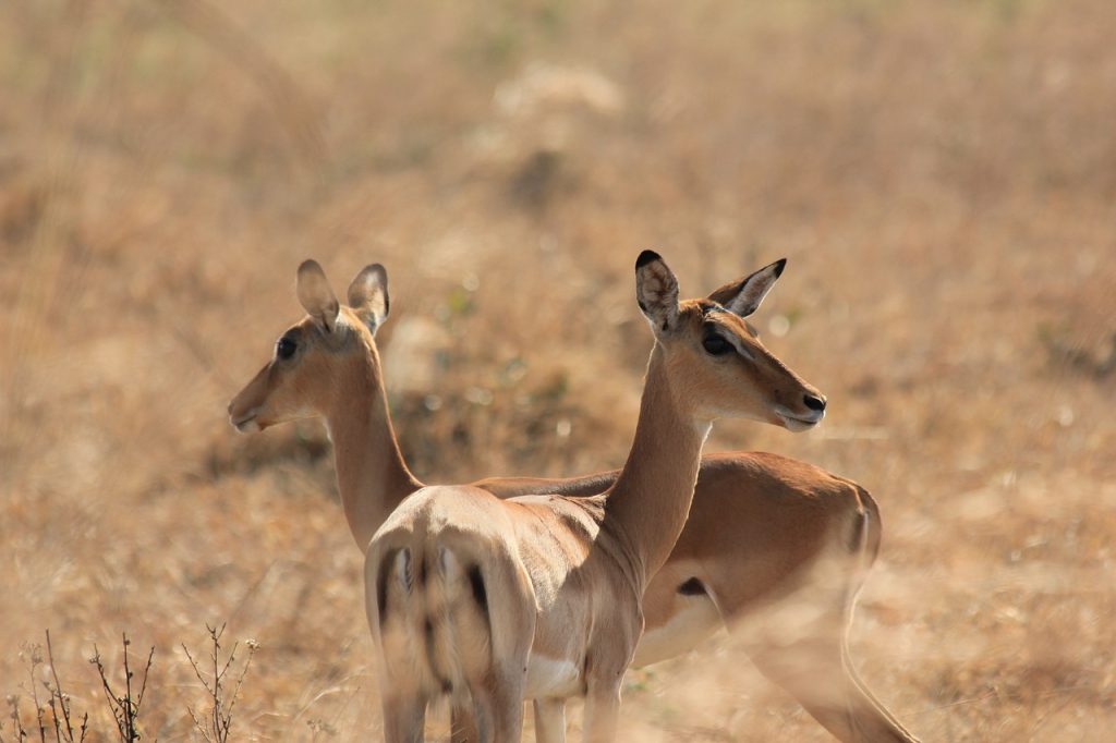 Mikumi National Park Tanzania